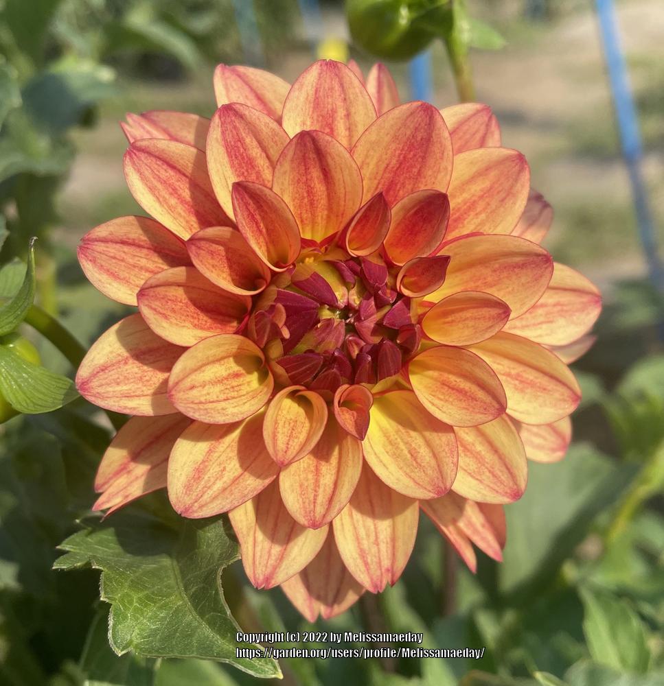 Photo of the bloom of Dahlia 'Irish Pinwheel' posted by Melissamaeday