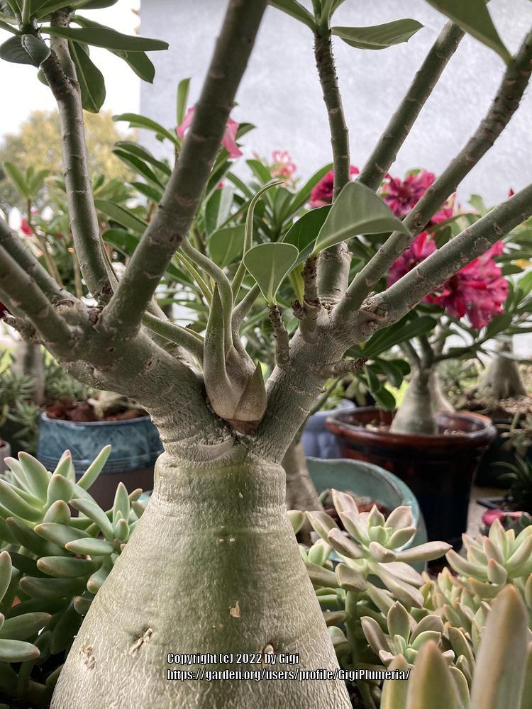 Photo of the stem, scape, stalk or bark of Desert Rose (Adenium 'Good ...