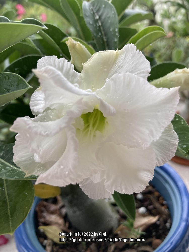 Photo of the bloom of Desert Rose (Adenium 'White Angel') posted by