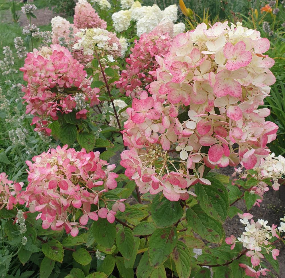 chaussures gabor ete 2019