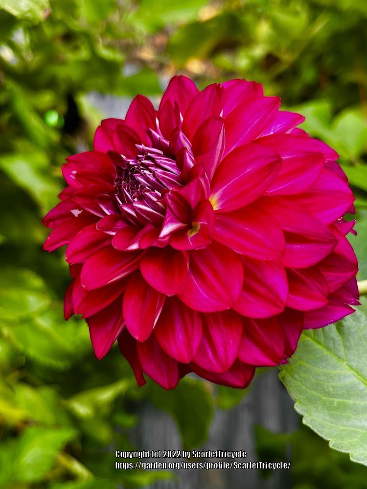 Photo of the bloom of Dahlia &lsquo;Lupin Chris&rsquo; posted by ScarletTricycle