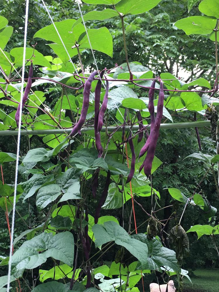 Photo of the fruit of French Filet (Phaseolus vulgaris 'Purple Podded
