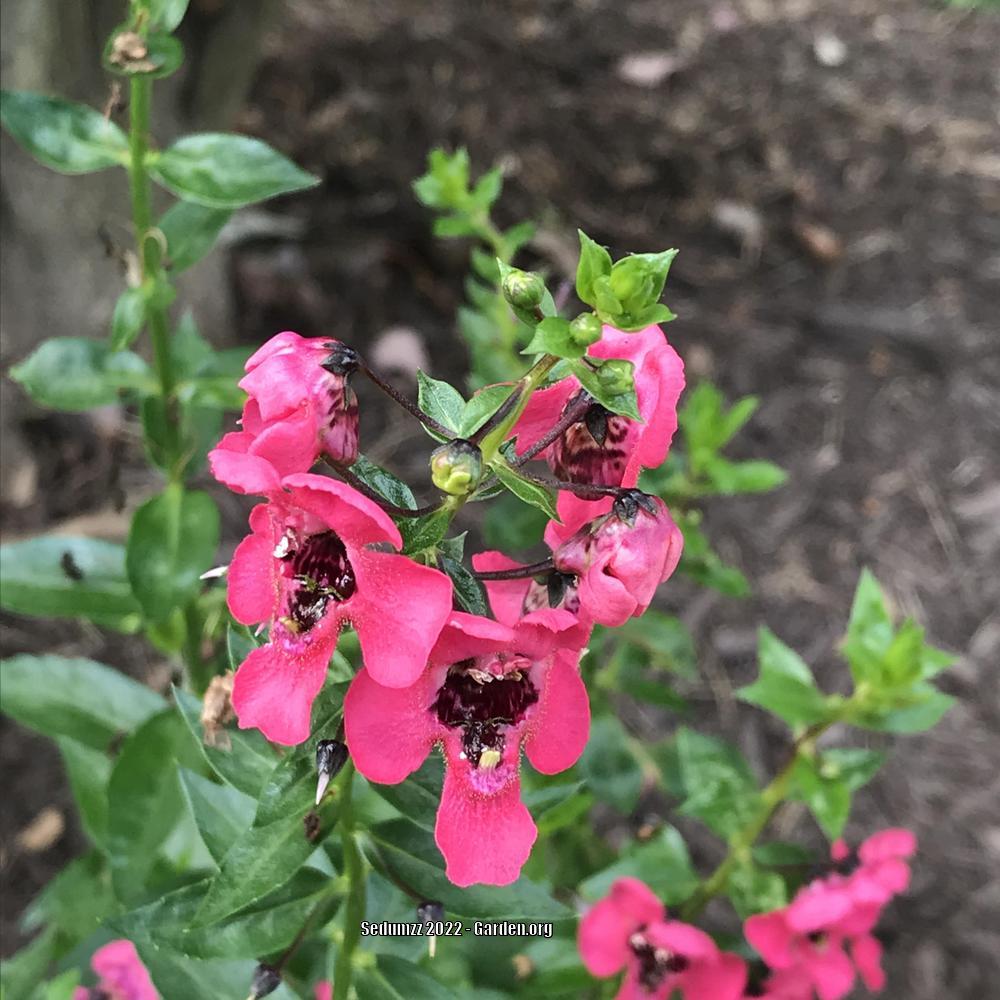 Photo of the bloom of Summer Snapdragon (Angelonia angustifolia