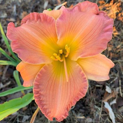 Daylily (Hemerocallis 'Smoky Mountain Autumn') in the Daylilies