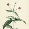 illustration by P. J. Redout&eacute; from Duhamel's 'Trait&eacute; des arbres