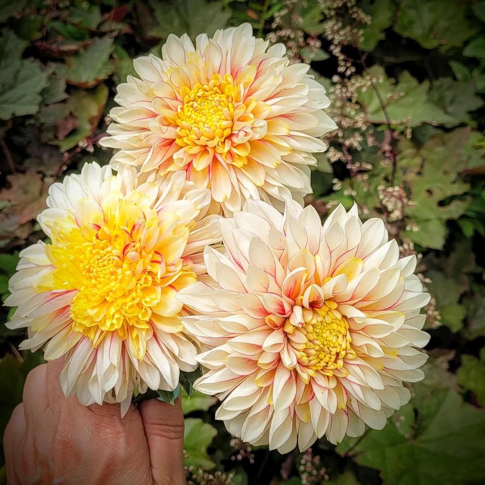 Dahlia 'Polka' in the Dahlias Database