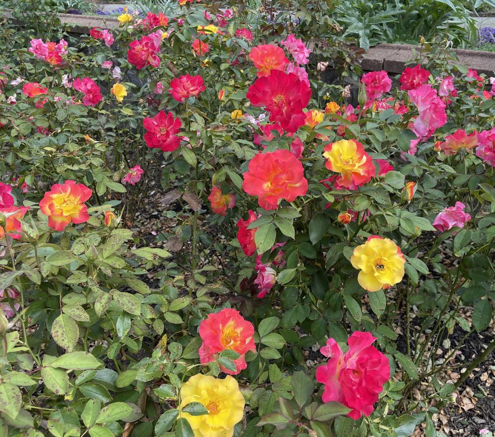 Photo of the bloom of Rose (Rosa 'Charleston') posted by PBarn