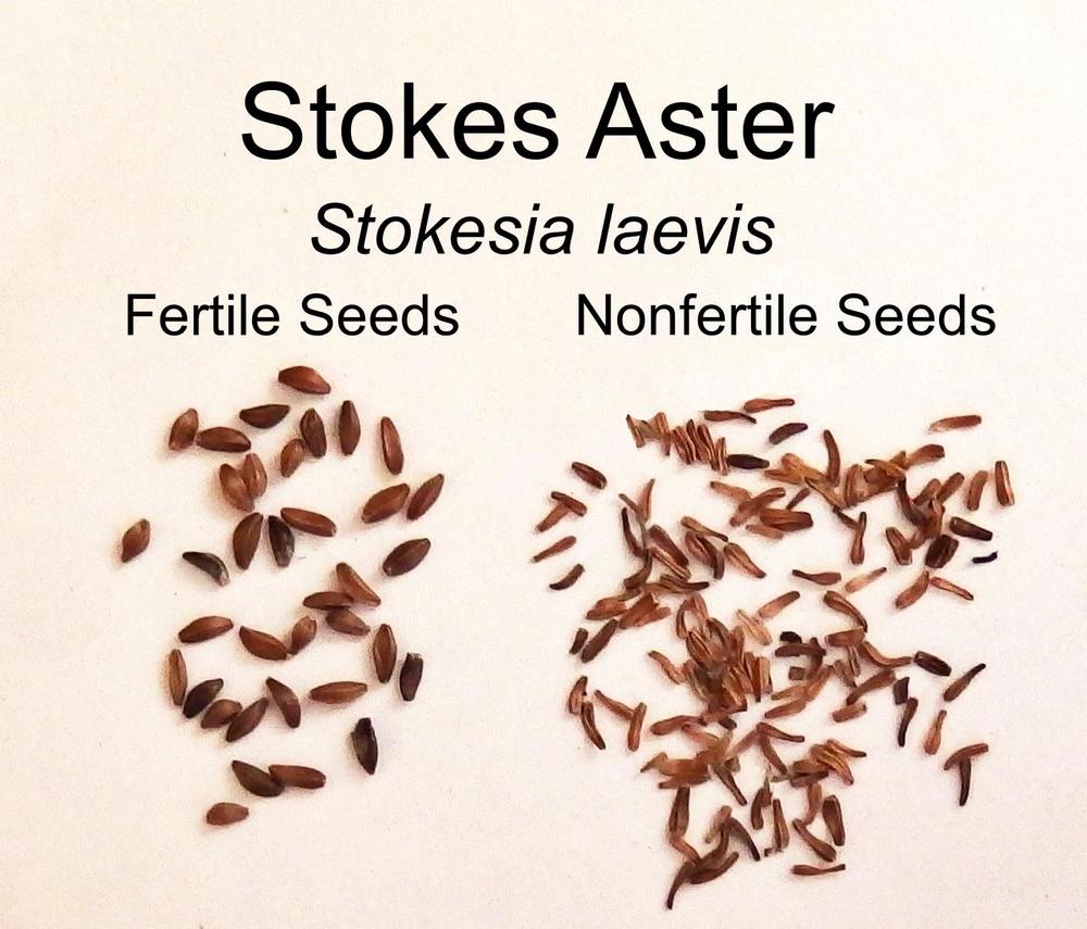 Photo of the seeds of Stokes' Aster (Stokesia laevis) posted by