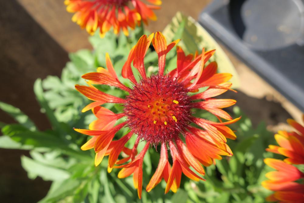 Photo of the bloom of Blanketflower (Gaillardia SpinTop™ Copper Sun