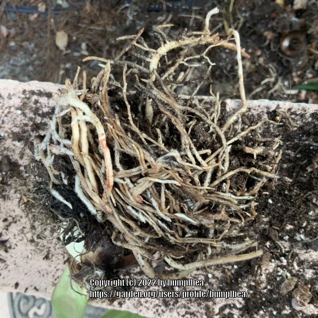 Trimming amaryllis roots in the Amaryllis and Hippeastrum forum