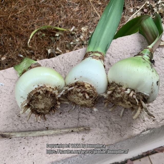 Trimming amaryllis roots in the Amaryllis and Hippeastrum forum
