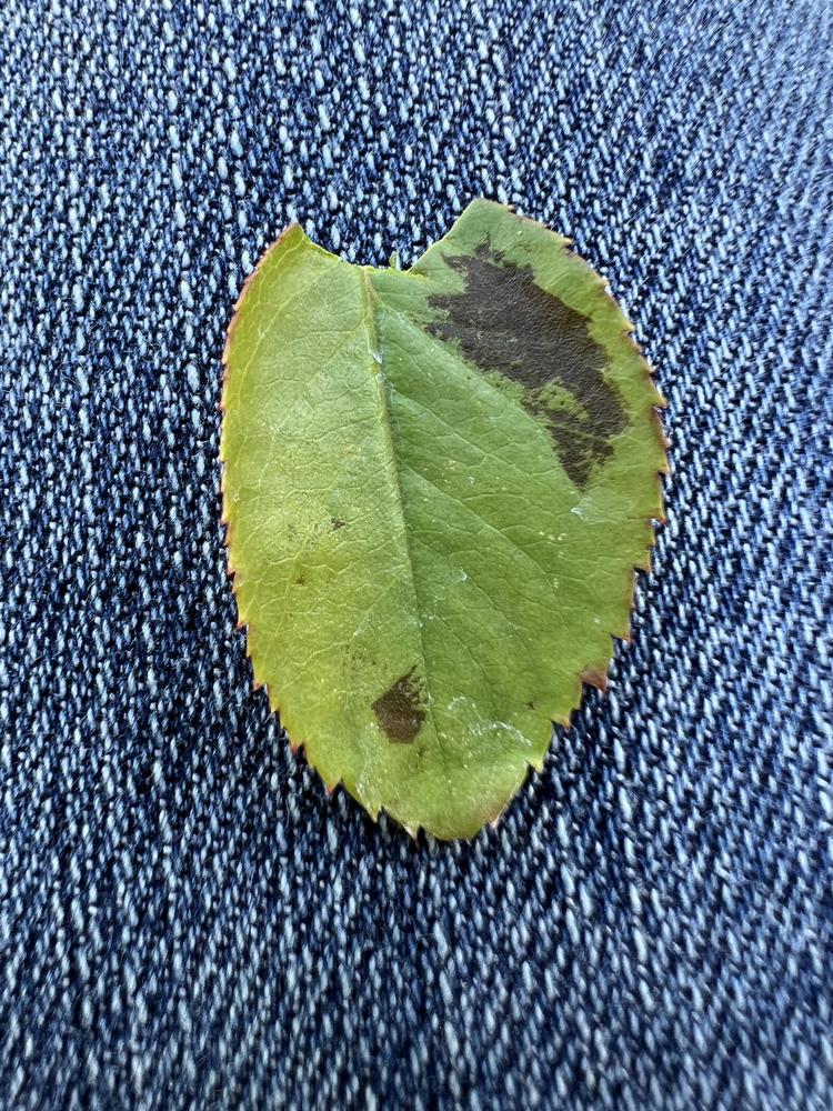 Rose leaf brown spots in the Roses forum