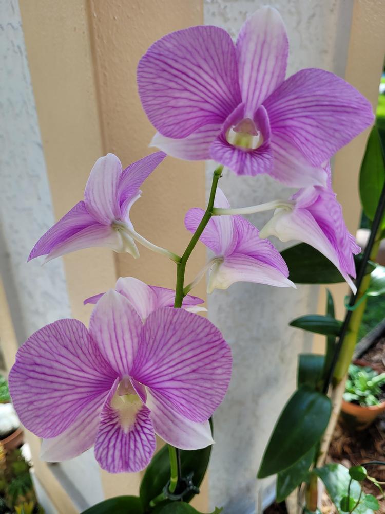 Photo of the bloom of Orchid (Dendrobium 'Linna Pink Stripe') posted by