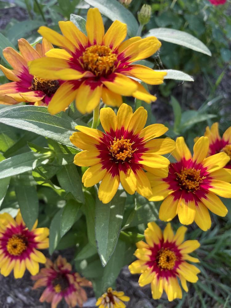 Photo of the bloom of Zinnia 'Profusion Red Yellow Bicolor' posted by