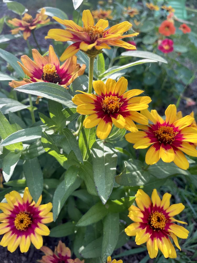 Photo of the entire plant of Zinnia 'Profusion Red Yellow Bicolor