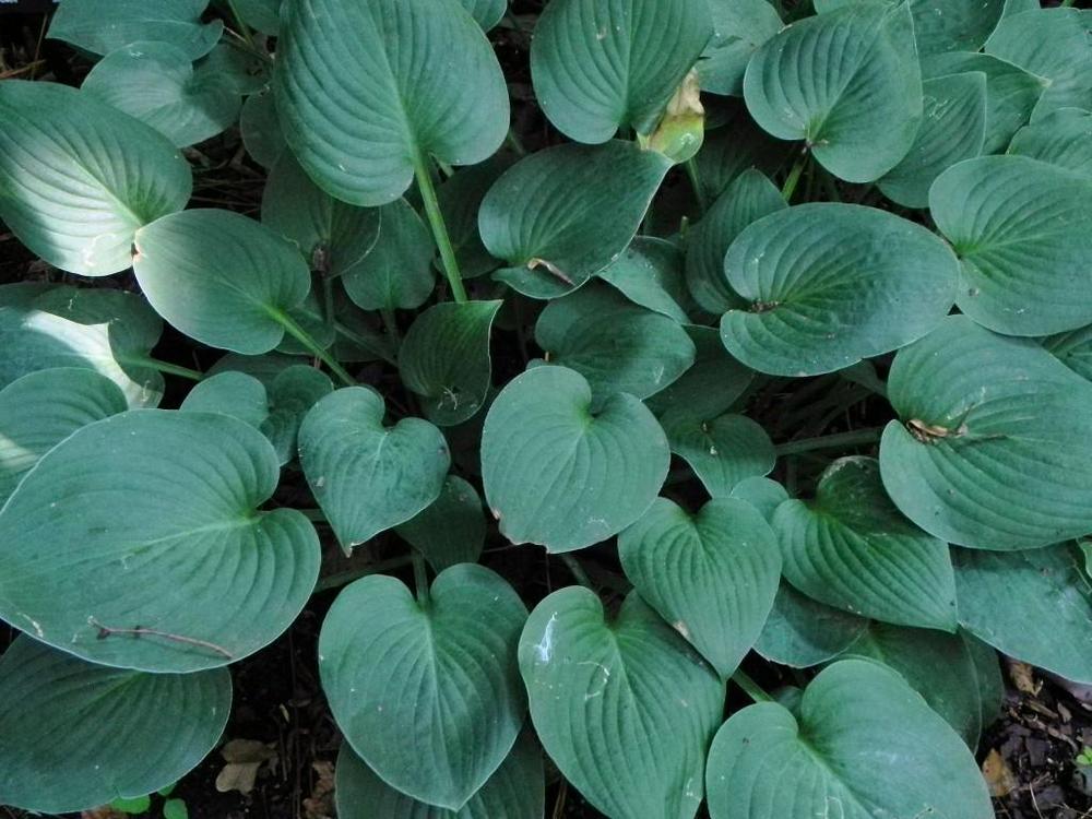Photo of the entire plant of Hosta 'Banyai's Dancing Girl' posted by