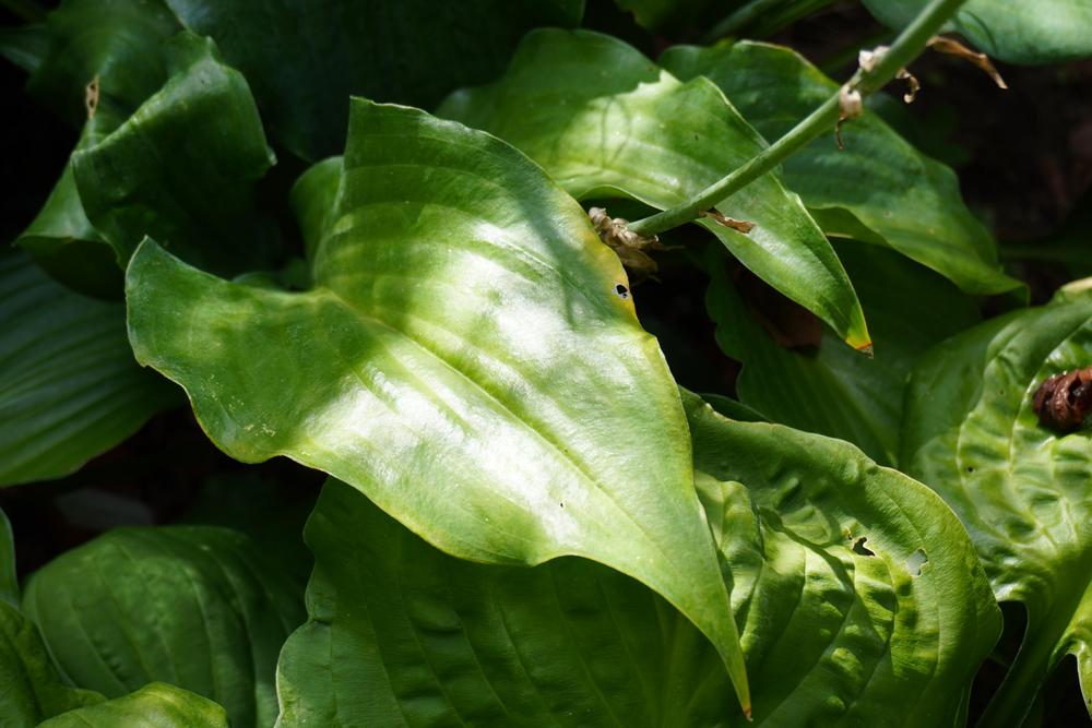Photo of the leaves of Hosta 'Lederhosen' posted by D3LL - Garden.org