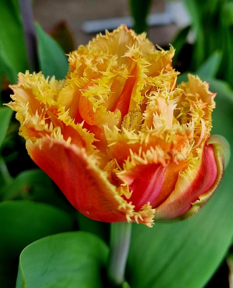 Tulip (Tulipa 'Brisbane') in the Tulips Database