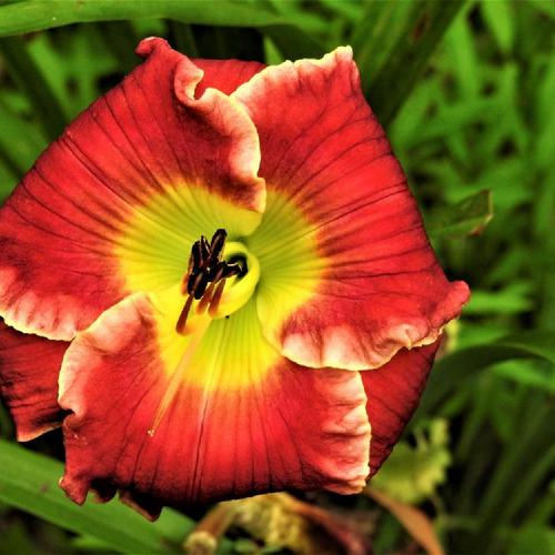 Daylily (Hemerocallis 'Farmville Stained Glass') in the Daylilies