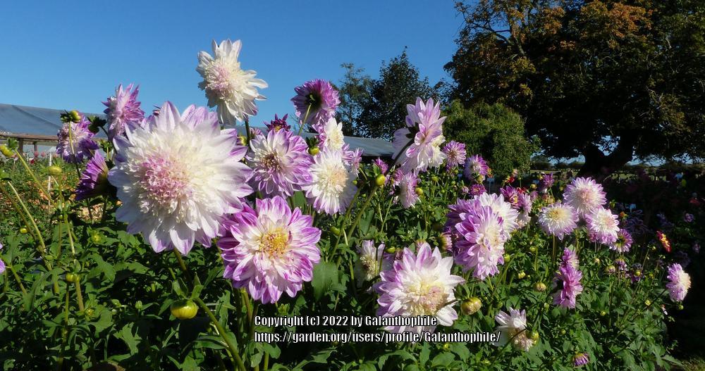 Photo of the entire plant of Dahlia ‘Que Sera’ posted by Galanthophile
