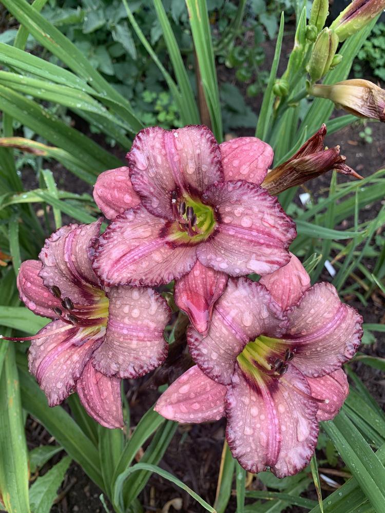 Broken Colors in Daylilies in the Daylilies forum