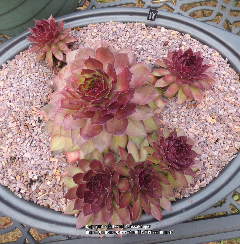 Photo of the entire plant of Hen and Chicks (Sempervivum 'Copper Canyon