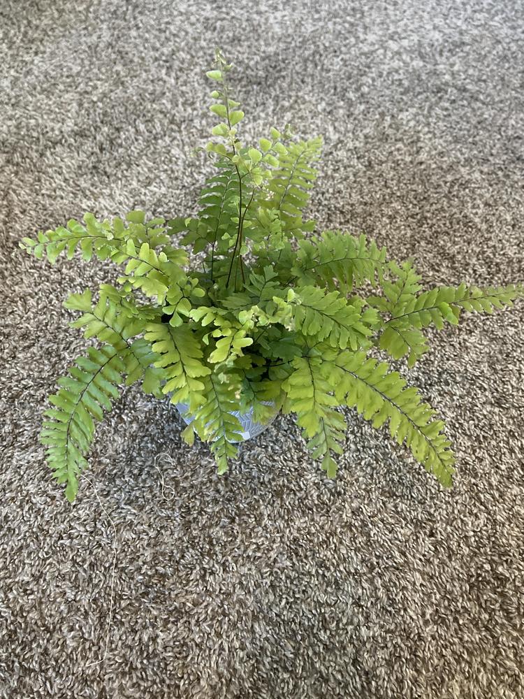 Photo of the entire plant of Maidenhair Fern (Adiantum hispidulum 'Bronze Venus') posted by