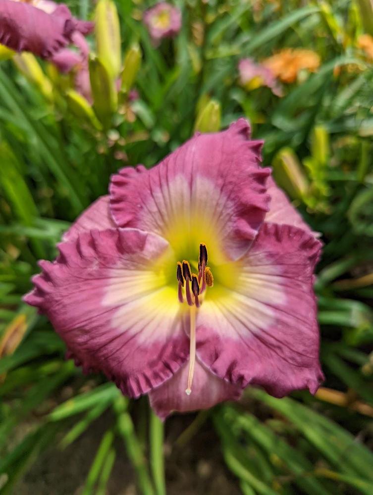 Photo of the bloom of Daylily (Hemerocallis 'Violet Blue Note') posted