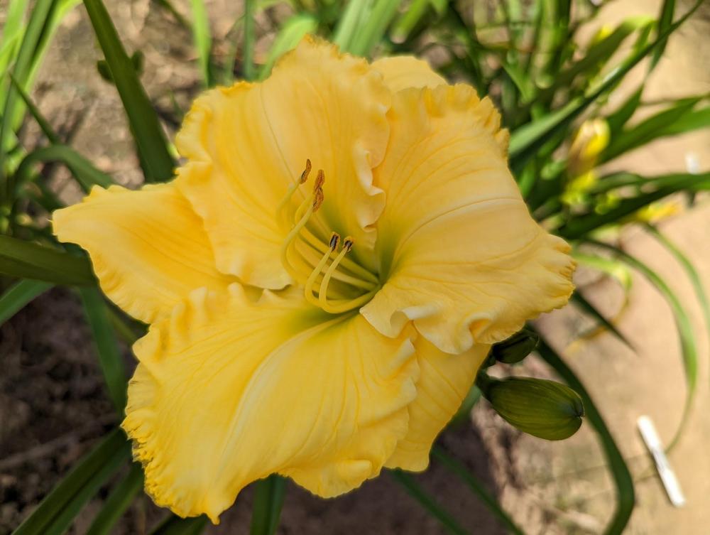 Daylily (Hemerocallis 'Fat Freddies' Cat') in the Daylilies Database