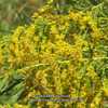 Tall Goldenrod, Solidago altissima # 341; RAB p. 1092, 179-50-30;