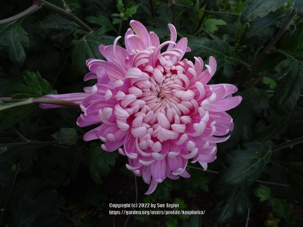 Photo of the bloom of EarlyFlowering Intermediate Chrysanthemum