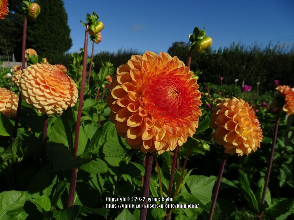Photo of the bloom of Dahlia 'Ryecroft Jill' posted by kniphofia