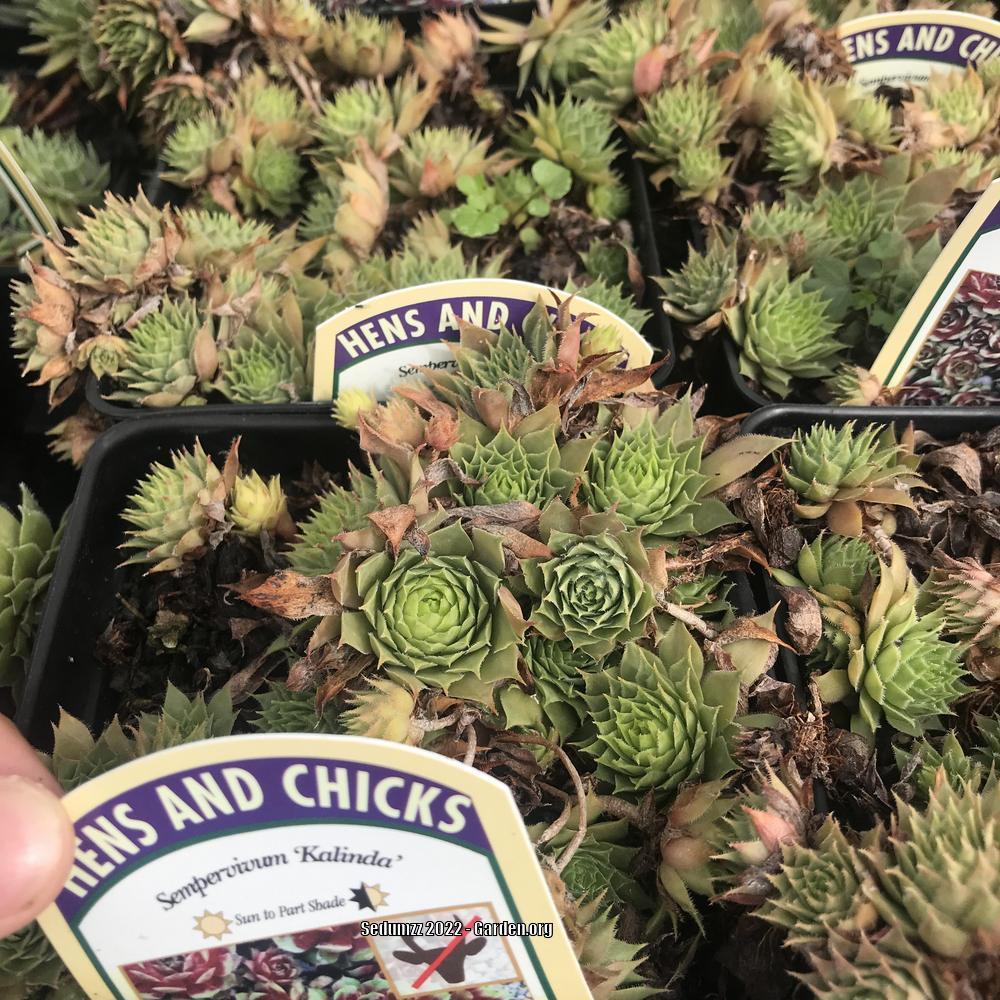 Photo of the entire plant of Hen and Chicks (Sempervivum 'Kalinda