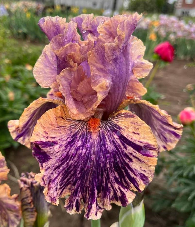 Photo of the bloom of Tall Bearded Iris (Iris 'Wild Streak') posted by