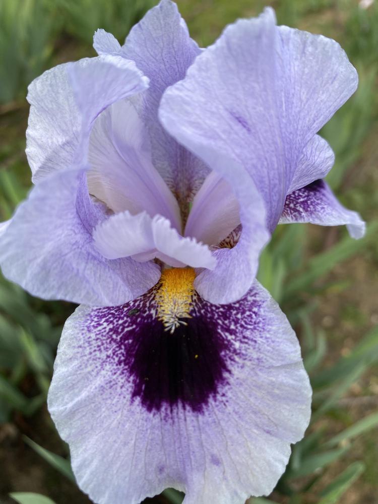 Photo of the bloom of Arilbred Iris (Iris 'Eye on America') posted by