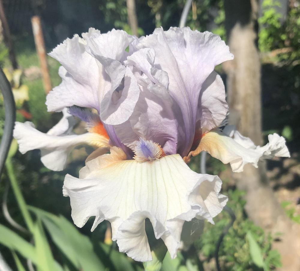 Photo of the bloom of Tall Bearded Iris (Iris 'Trumpeter Swan') posted