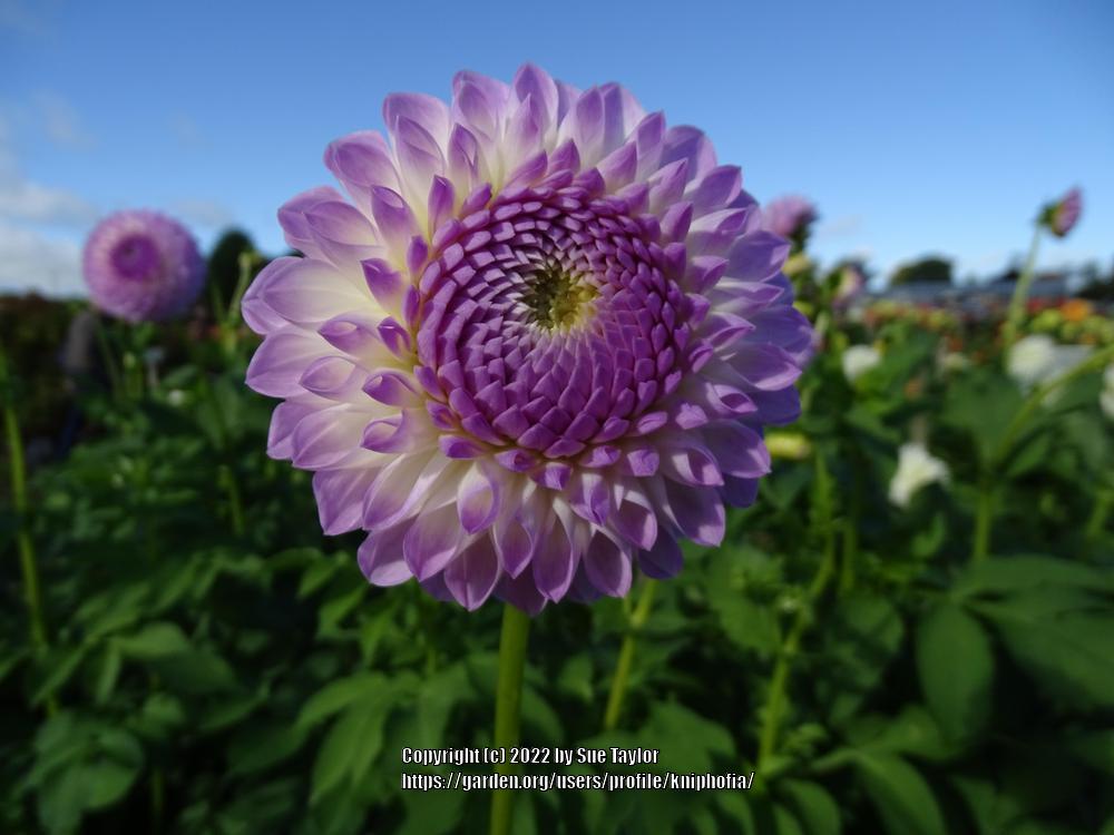 Photo Of The Bloom Of Dahlia Westerton Ella Grace Posted By Kniphofia photo-of-the-bloom-of-dahlia-westerton-ella-grace-posted-by-kniphofia
