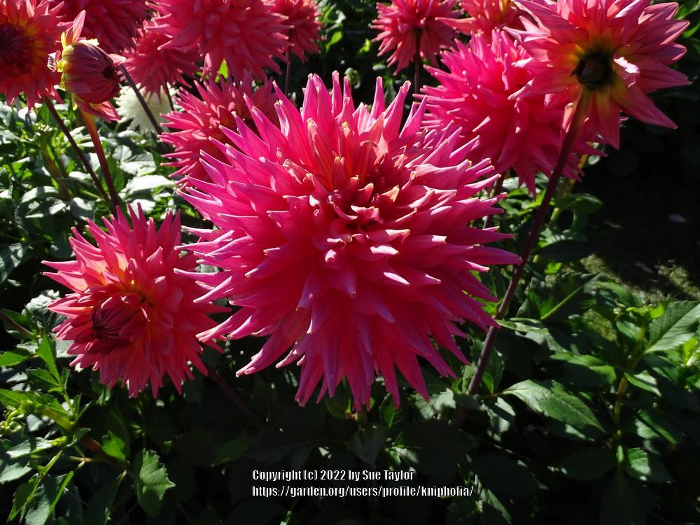 Photo of the bloom of Dahlia 'Jubilee Boy' posted by kniphofia