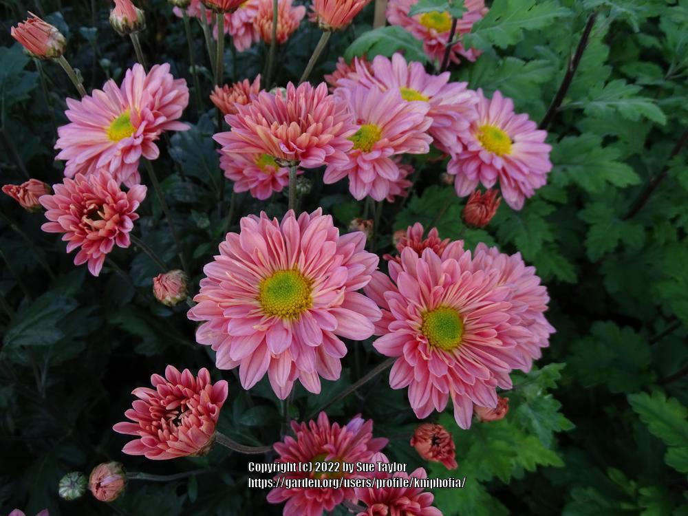 Photo of the bloom of EarlyFlowering Spray Chrysanthemum