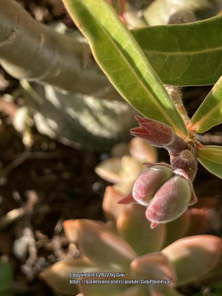 Photo of the seed pods or heads of Desert Rose (Adenium obesum 'Joker