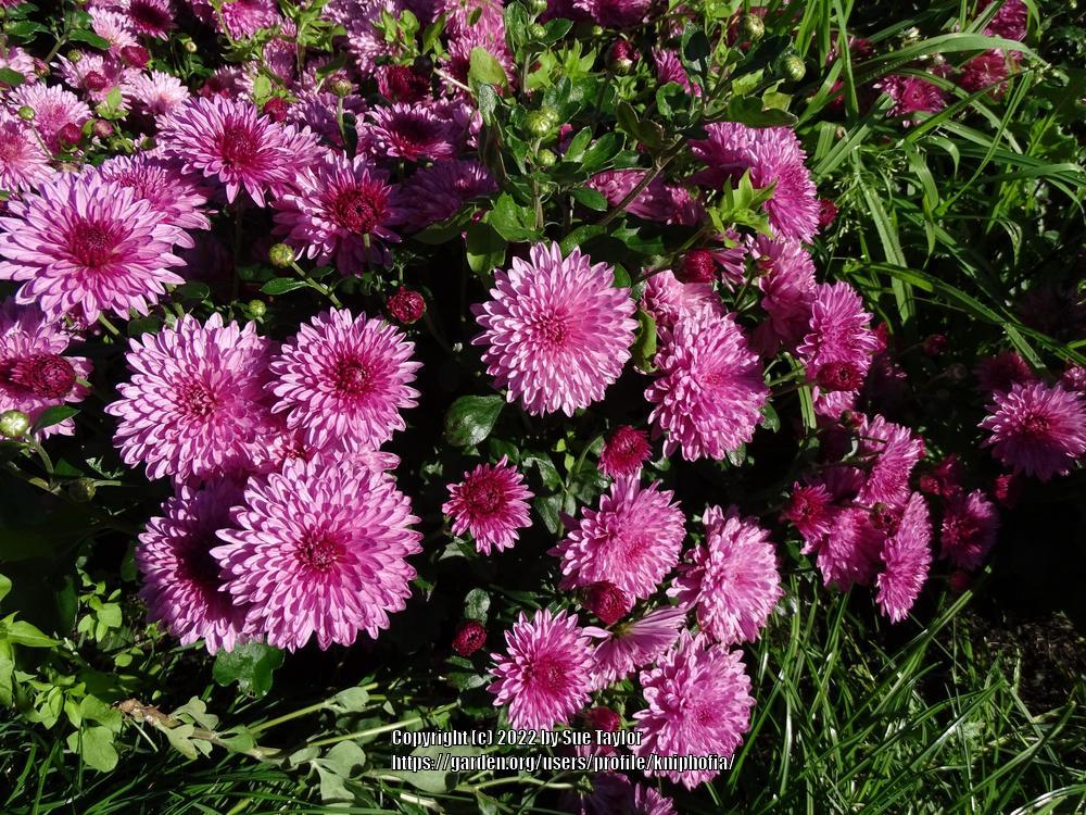 Photo of the bloom of Reflexed Korean Chrysanthemum (Chrysanthemum