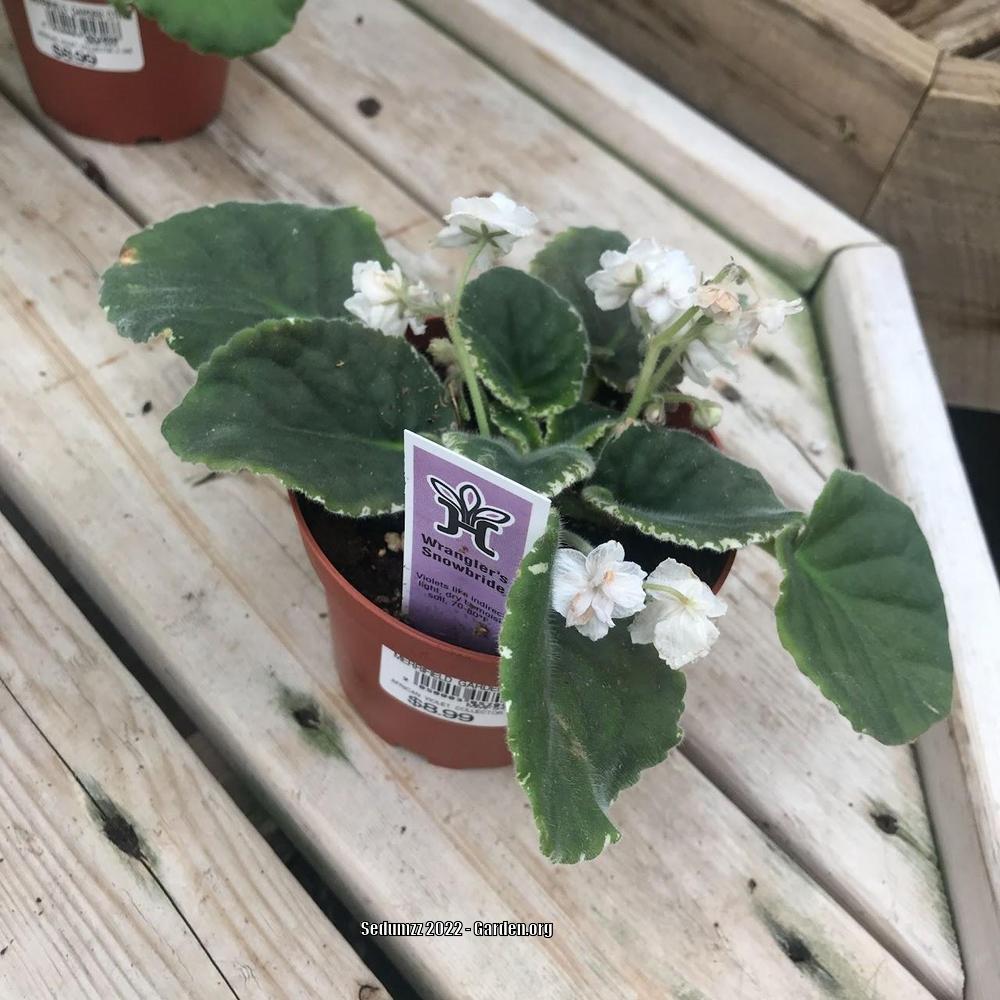 Photo of the entire plant of African Violet (Streptocarpus 'Wrangler's