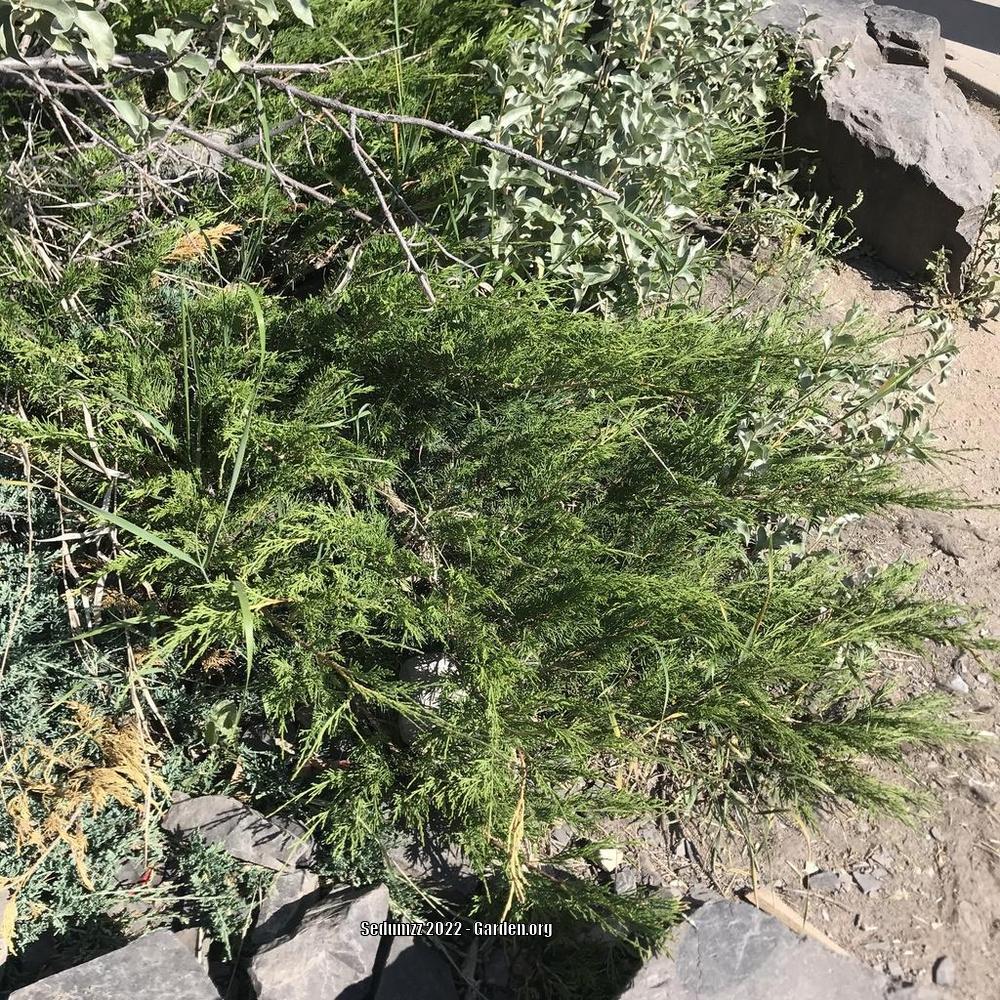 Photo of the entire plant of Rocky Mountain Juniper (Juniperus