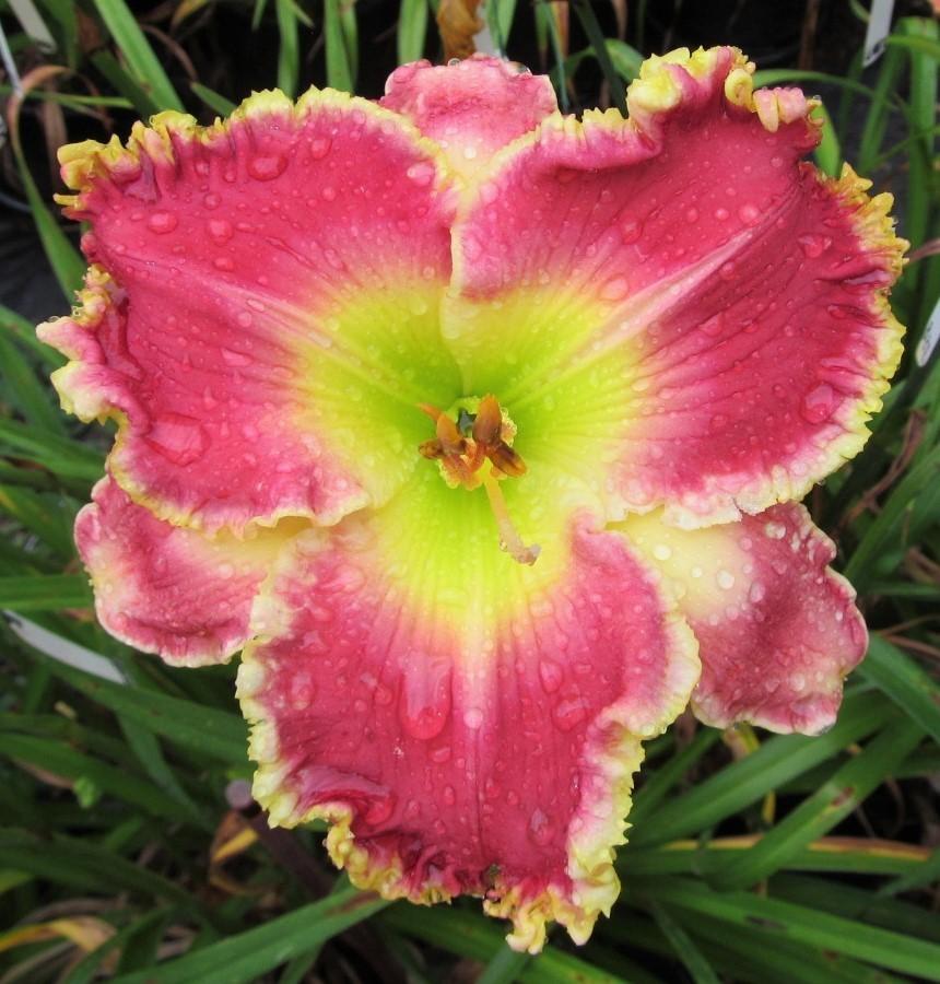 Photo of the bloom of Daylily (Hemerocallis 'Rose Knockout') posted by