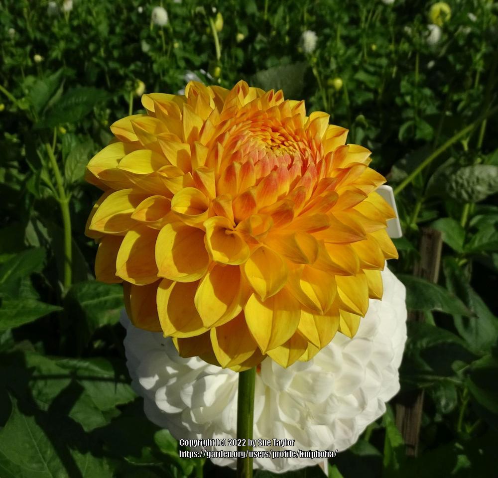 Dahlia 'Ryecroft Gold' in the Dahlias Database