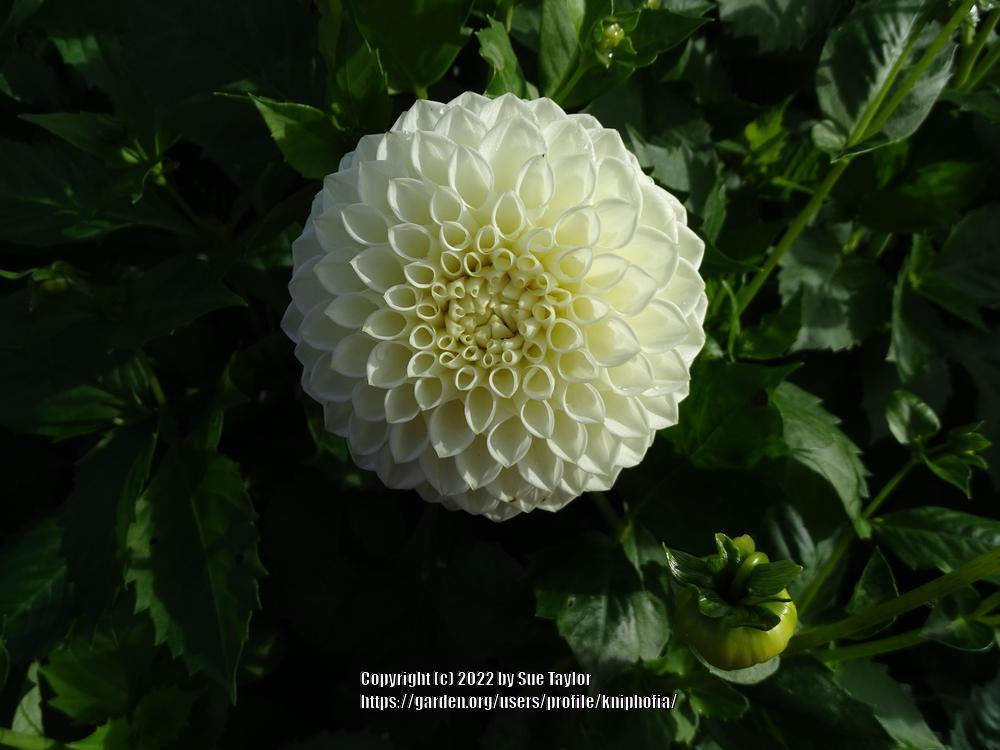 Photo of the bloom of Dahlia 'Ryecroft Jan' posted by kniphofia