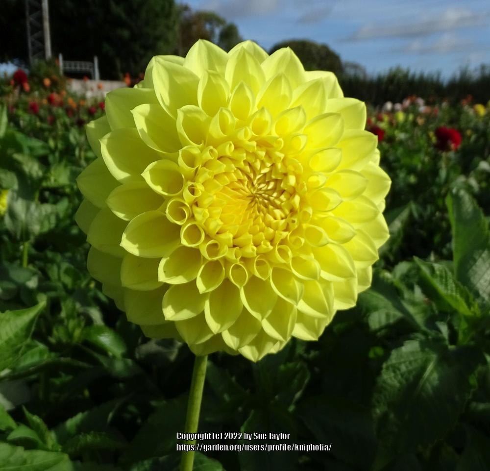 Photo of the bloom of Dahlia ‘Ruskin Diane’ posted by kniphofia