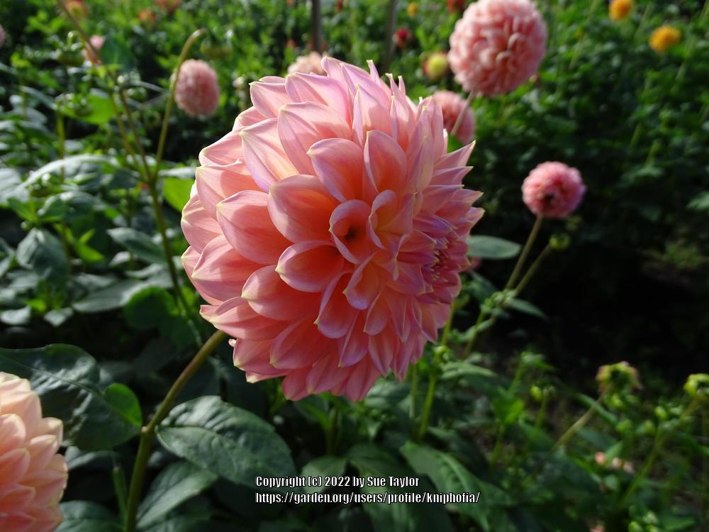 Photo of the bloom of Dahlia 'Wine Eyed Jill' posted by kniphofia