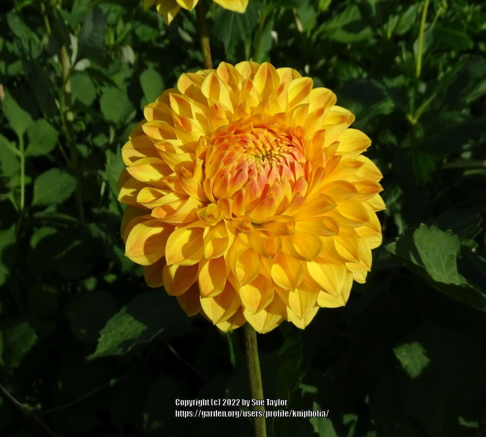 Photo of the bloom of Dahlia 'Ryecroft Gold' posted by kniphofia