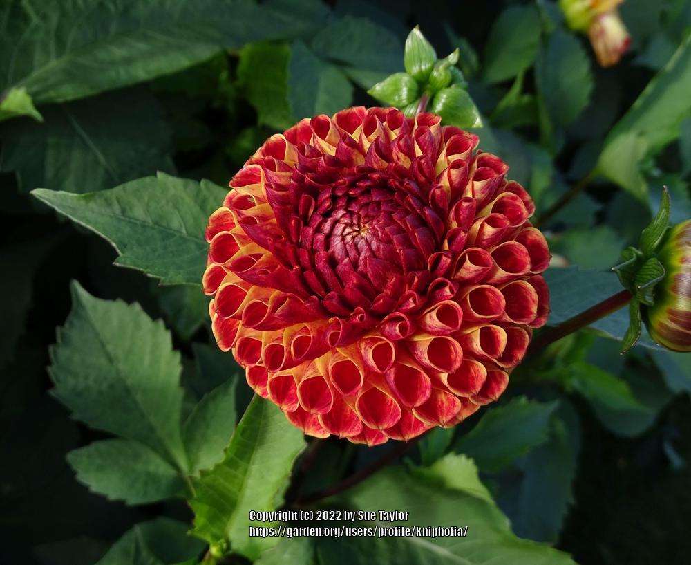 Photo of the bloom of Dahlia 'Ryecroft Blackberry' posted by kniphofia